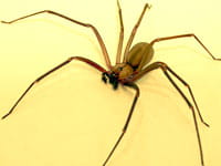 How to prevent brown recluse spiders in your apartment