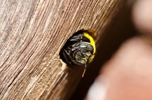 How to prevent carpenter bees from ruining your deck
