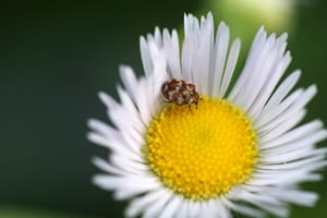How to prevent carpet beetles from destroying your carpets and clothes
