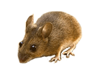 How to prevent deer mice and their infections in your home