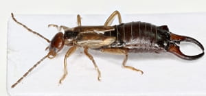 How to prevent earwigs from ruining your garden