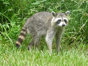 How to prevent raccoons from invading your home