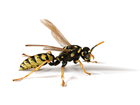How to prevent wasps from building nests on your property