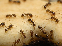 How to repel ants without pesticides