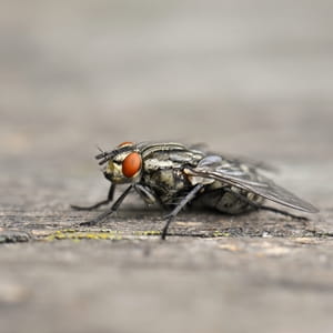 Identify and expel flies from your home