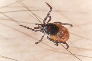 Identifying common summer bug bites
