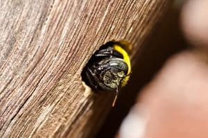 Keep carpenter bees away as spring arrives