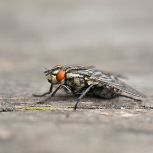 Keep Cluster Flies Out Of The Home