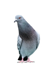 Keep pigeons from nesting in your commercial establishment