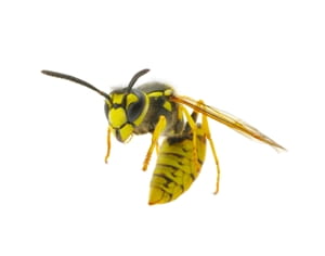 Keep your family safe from wasps this spring