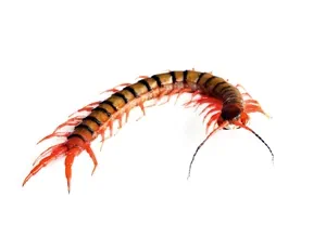 Keep your home centipede free