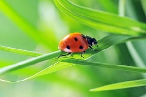 Landscaping tips to discourage common pests