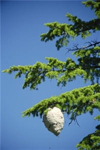 Let professionals handle removal of a wasp nest