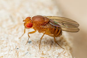 Fruit Fly