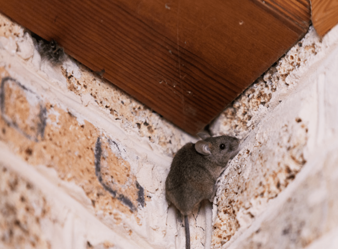 Mice in Walls
