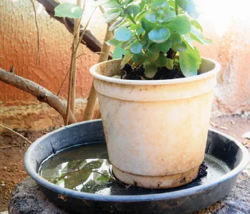 Planter Mosquito