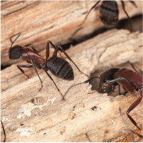 Carpenter Ants