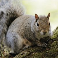 squirrel