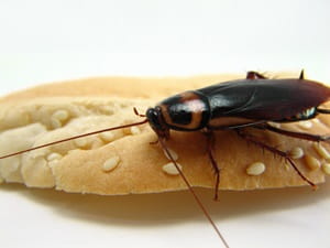 Prevent cockroaches from rummaging through your cabinets