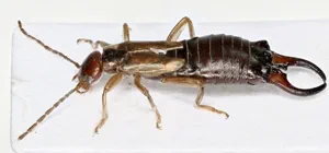 Prevent earwig infestations with daily pest management