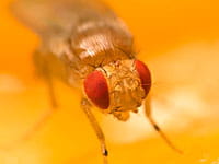Prevent fruit flies in your kitchen
