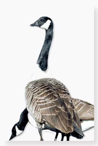 Prevent geese from ruining your business