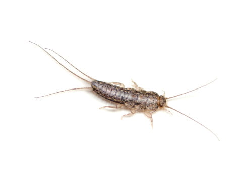 Prevent silverfish from damaging your stored goods