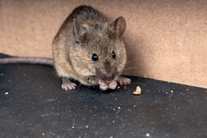Preventing rodent infestations in your home