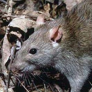 Rodent Control