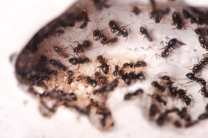Stop ants from invading your cabinets