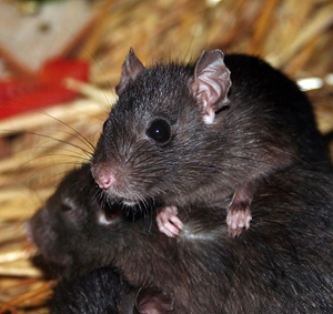 Stop rats from gaining easy access to commercial properties