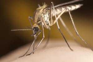Take steps to limit pest invasions on your patio