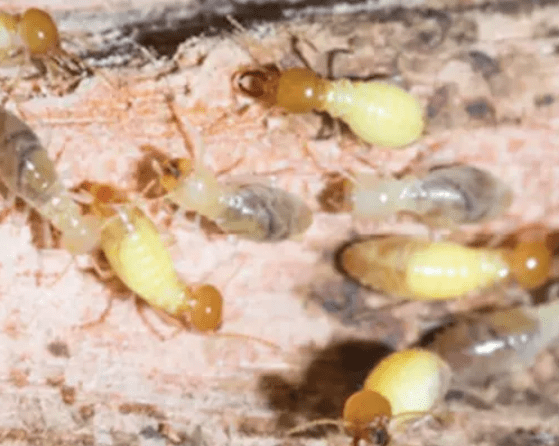 Termites