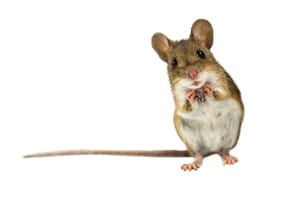 The Difference Between Rats And Mice