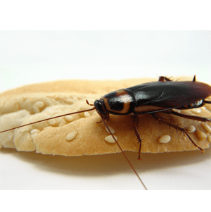 The elusive cockroach and how to control it
