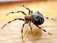 The way to a spiders heart is through its stomach