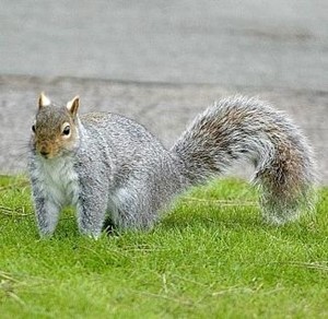 Wildlife