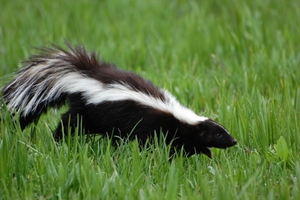 Tips To Keep Skunks Out Of Your Yard