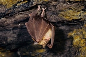 Top 10 facts about bats
