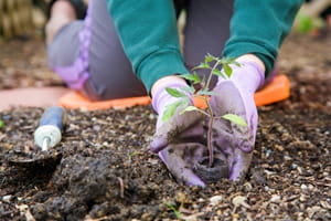 Ways to keep pests off tomato plants