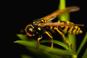 Farmers use wasps to fight pests