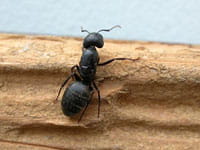 What to do about a carpenter ant infestation in your rental home