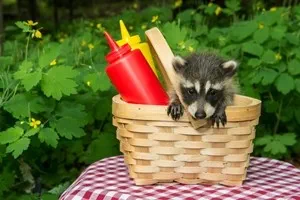 What to do when there is a raccoon in your attic