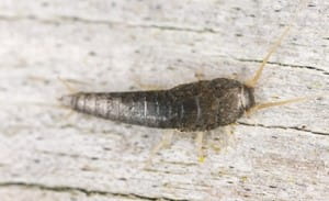 What you need to know about silverfish