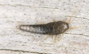 What You Need To Know About Silverfish
