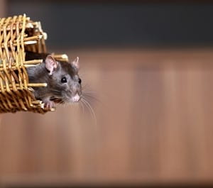 Why a rat should never be a chef