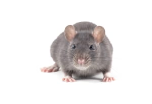 Why are rats and mice attracted to restaurants