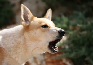 Why letting your dog or cat handle pests is a mistake