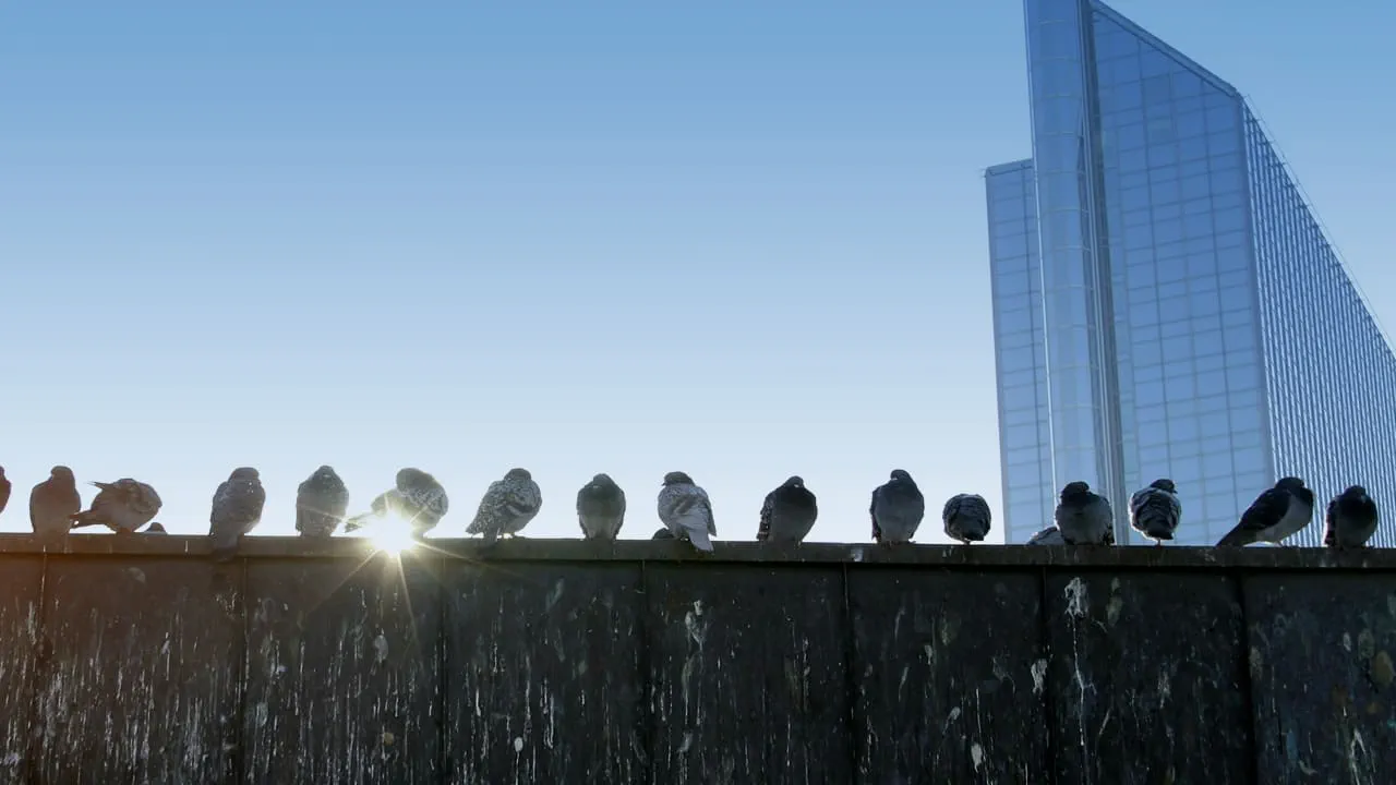 Bird Control On Building Bird Control