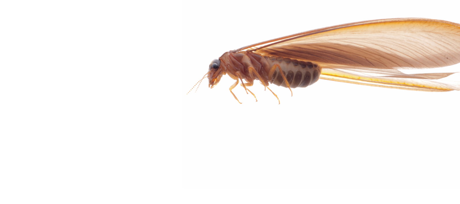Drywood Termites